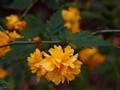 Kerria japonica Pleniflora IMG_2350 Złotlin japoński